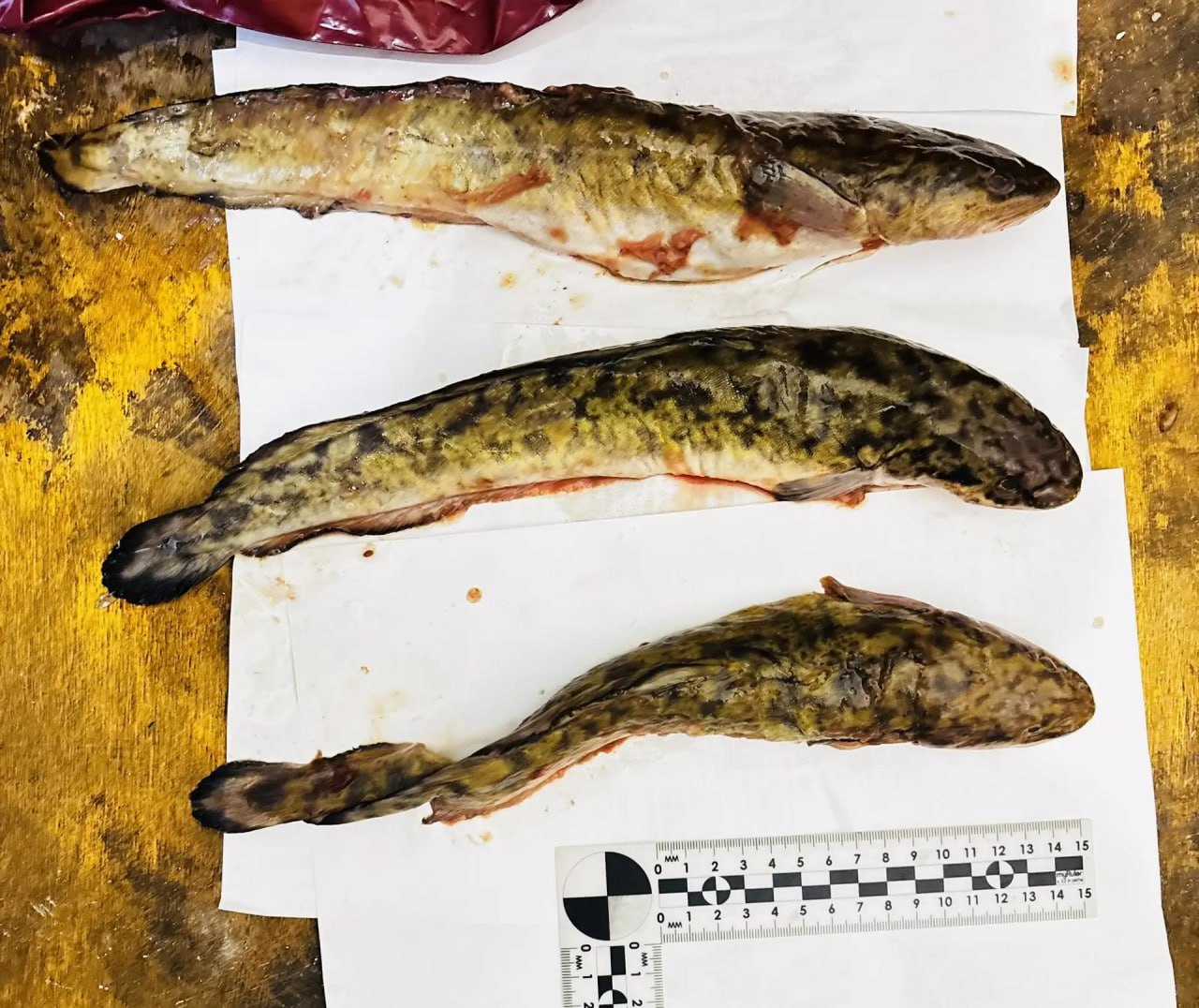 В Кировской области полицейскими пресечены факты незаконного лова рыбы