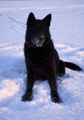 УМВД России по Кировской области в соответствии со ст. 14 Федерального закона от 27.12.2018 № 498-ФЗ «Об ответственном обращении с животными и о внесении изменений в отдельные законодательные акты Российской Федерации»...