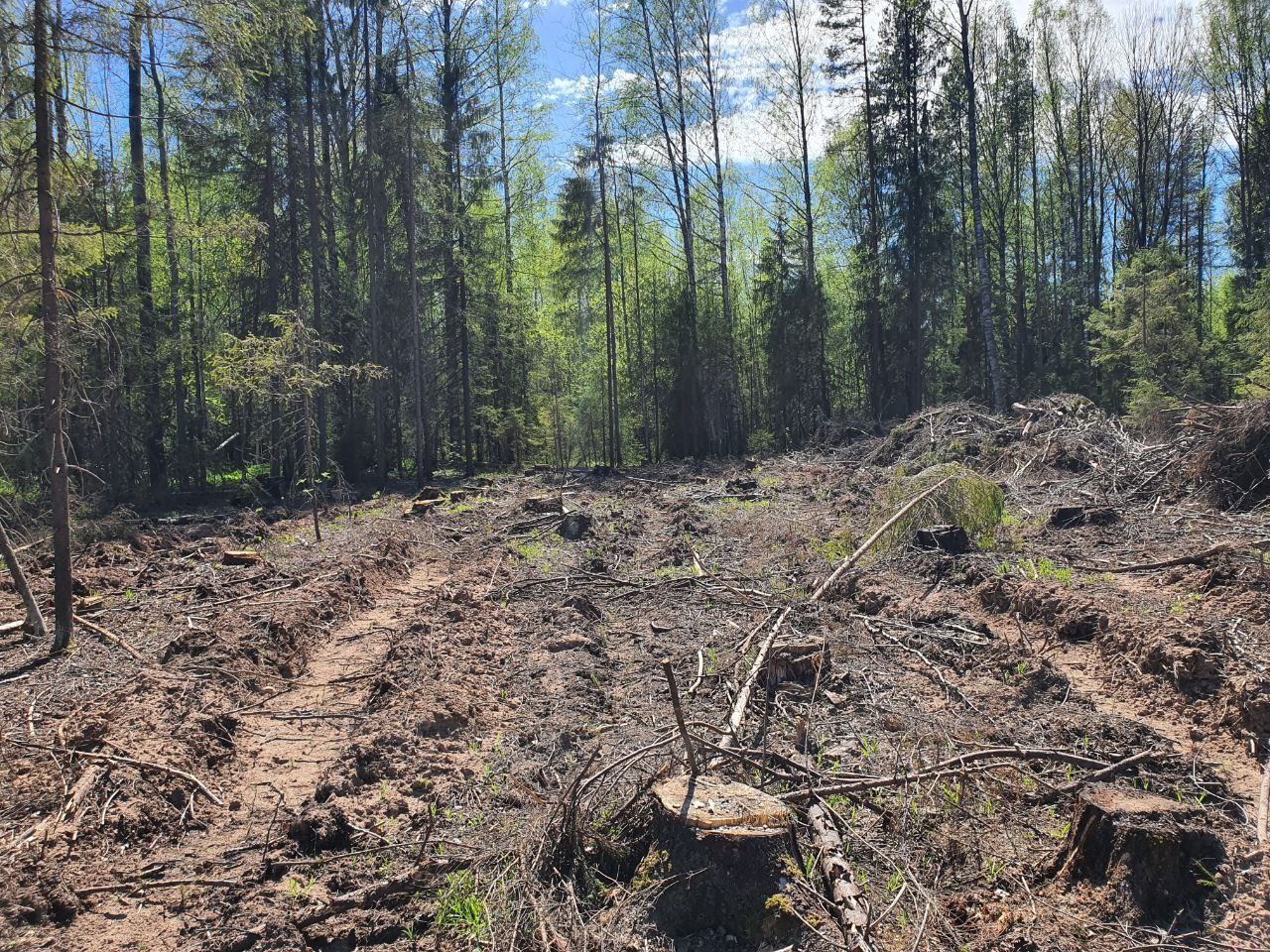 В Кировской области перед судом предстанут участники преступной группы за незаконную рубку леса с причинением ущерба на сумму более 2,5 млн рублей В Кировской области перед судом предстанут участники преступной группы за незаконную рубку леса с причинением ущерба на сумму более 2,5 млн рублей