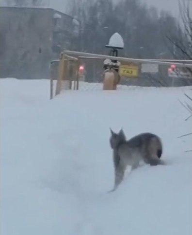 В Кирове продолжаются поиски рысенка, замеченного в микрорайонах Юго-Запада