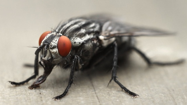 Эффективные способы избавиться от мух с одним простым средством