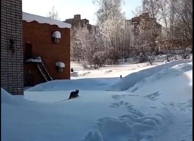 В Кирове продолжаются поиски рысенка, замеченного в микрорайонах Юго-Запада В Кирове продолжаются поиски рысенка, замеченного в микрорайонах Юго-Запада