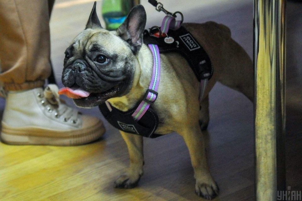 Научное открытие: Меньший мозг не всегда означает меньшую умность собаки