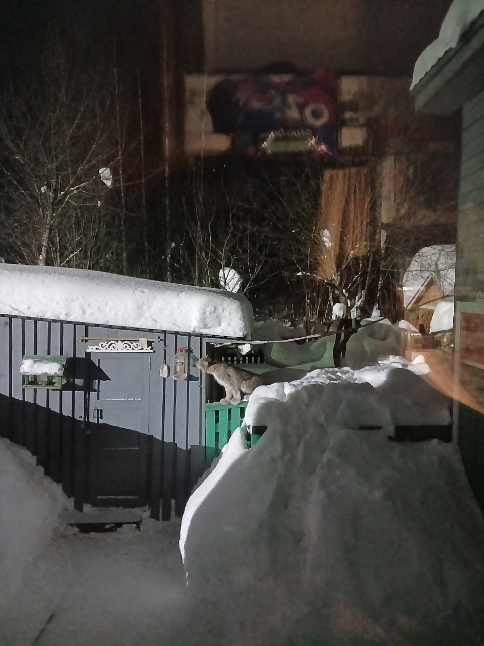 В Кирове продолжаются поиски рысенка, гуляющего по микрорайонам Юго-Запада