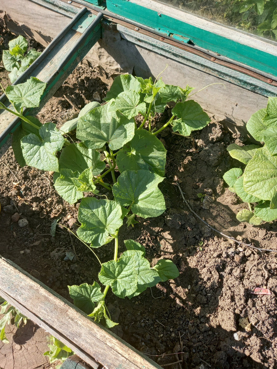 Как правильно подготовить грядку для огурцов, чтобы урожай радовал все лето