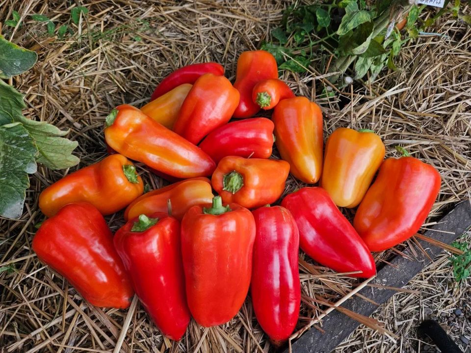 Когда сажать перец: секреты успешного урожая