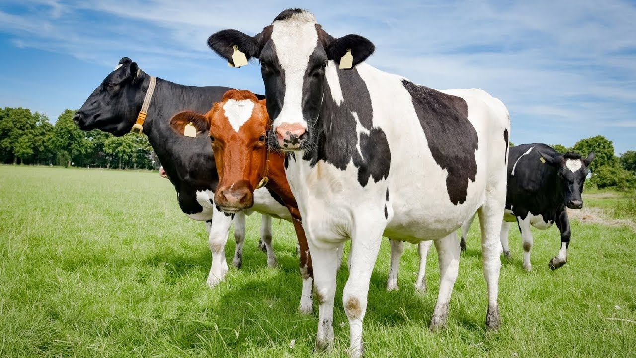 В Кировской области обеспечено ветеринарное благополучие сельхозпредприятий в соответствии с нацпроектом «Технологическое обеспечение продовольственной безопасности»