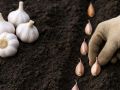 Как вырастить крупный чеснок: секреты успешной посадки