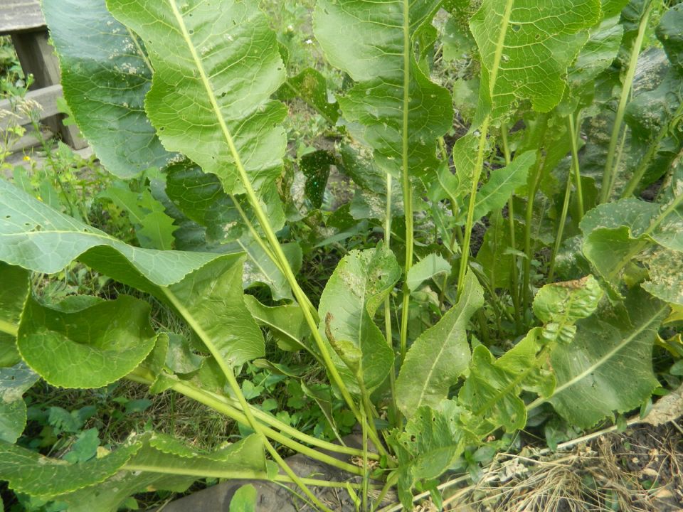 Секреты успешного выращивания хрена без проблем в огороде