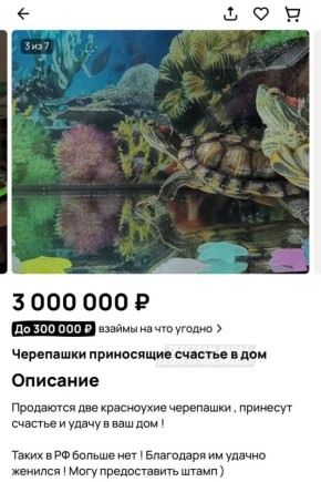 #кактамусоседей. Житель Казани продаёт за 3 миллиона рублей пару красноухих черепах