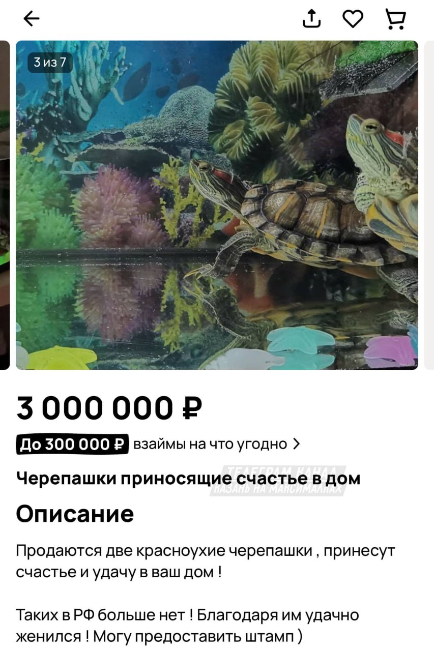 #кактамусоседей. Житель Казани продаёт за 3 миллиона рублей пару красноухих черепах