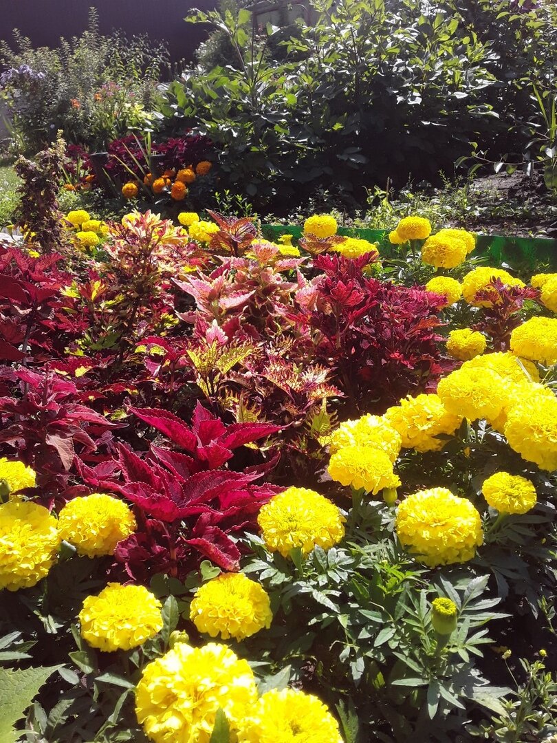 Непредвиденные гости в саду: что нового появилось несмотря на мораторий