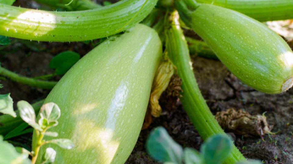 Как добиться стабильного урожая кабачков без химии за считанные месяцы