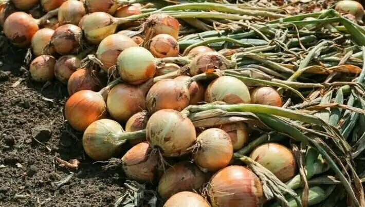 ��� ��������� �������� � ������ ��� ��� ������� ��������