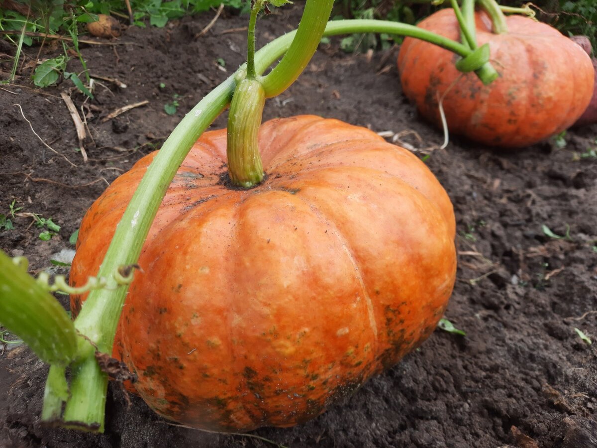 Секреты успешного выращивания тыквы для сладких плодов