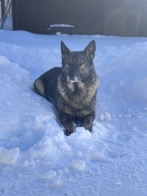 УМВД России по Кировской области в соответствии со статьей 14 Федерального закона от 27.12.2018 № 498-ФЗ «Об ответственном обращении с животными и о внесении изменений в отдельные законодательные акты Российской Федерации»...