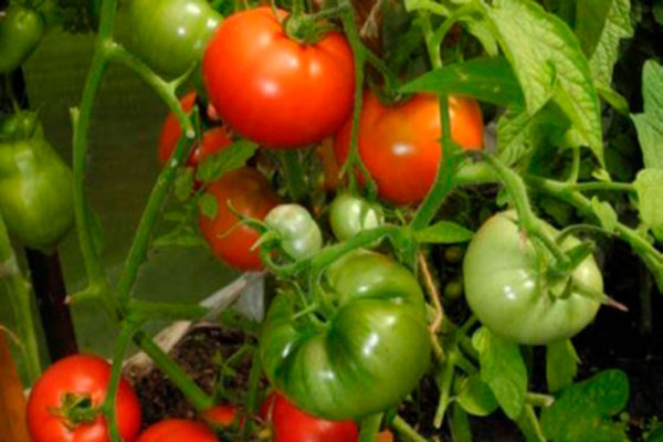 Нюансы посадки и ухода за помидорами сорта Толстый Джек