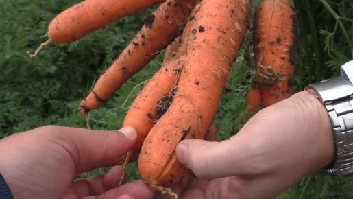 ��� ��������� ������ �������� ����� �������� �������