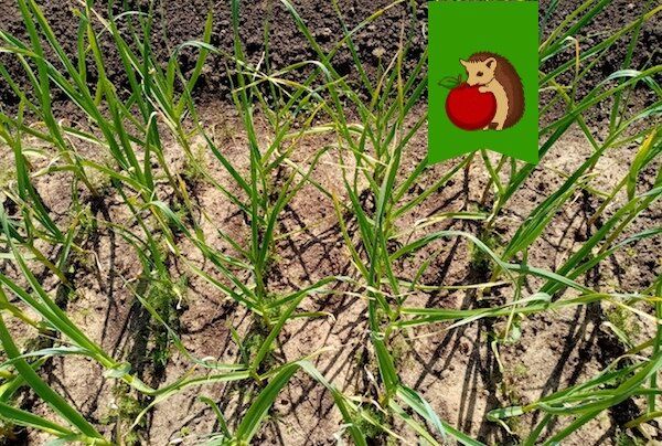 ������ ��������� �������: ������� ��� ������� � ������� �������