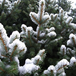 Культуры, которые зимуют: как успешно сеять зимой