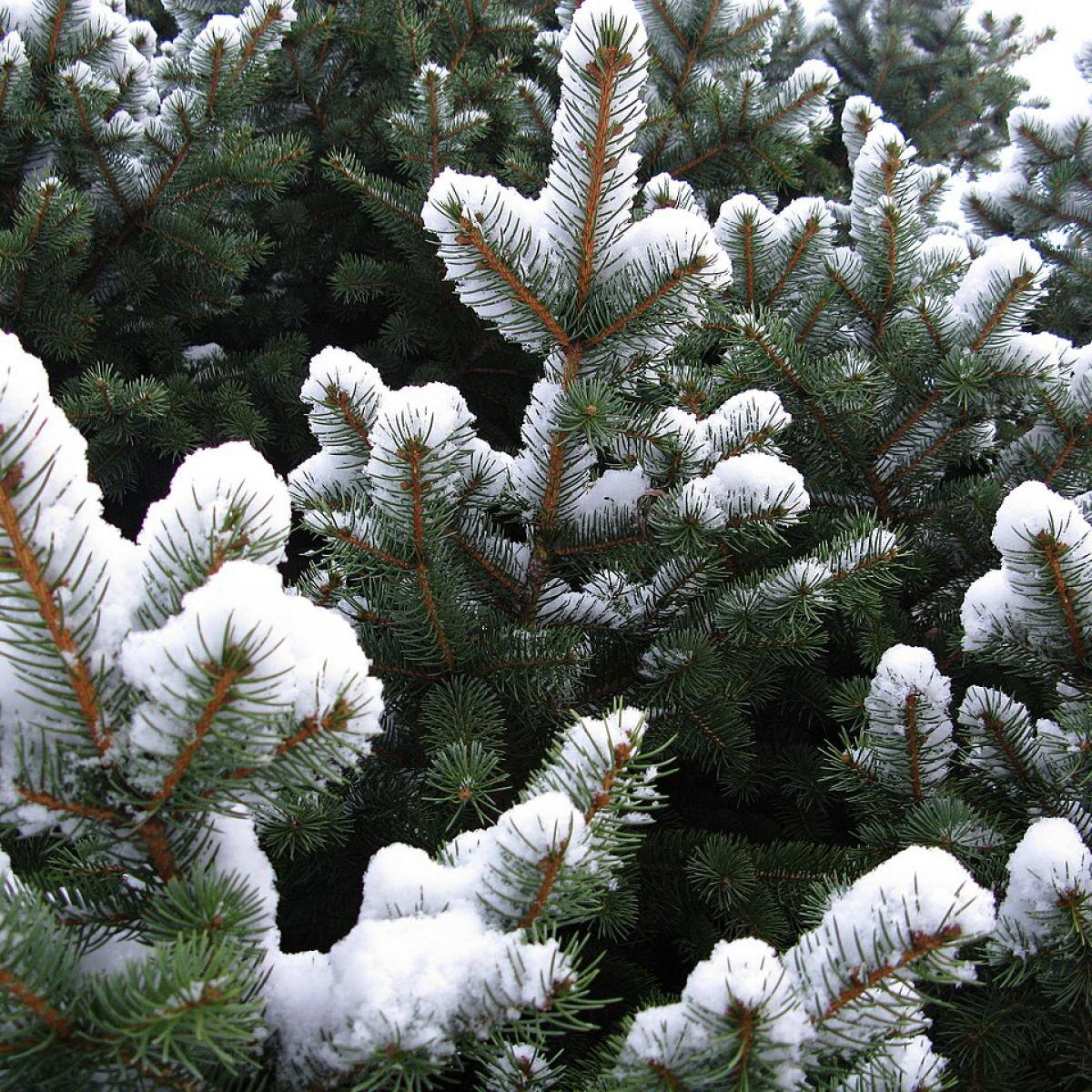 Культуры, которые зимуют: как успешно сеять зимой