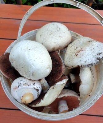 Как успешно найти полевые шампиньоны: советы для грибников