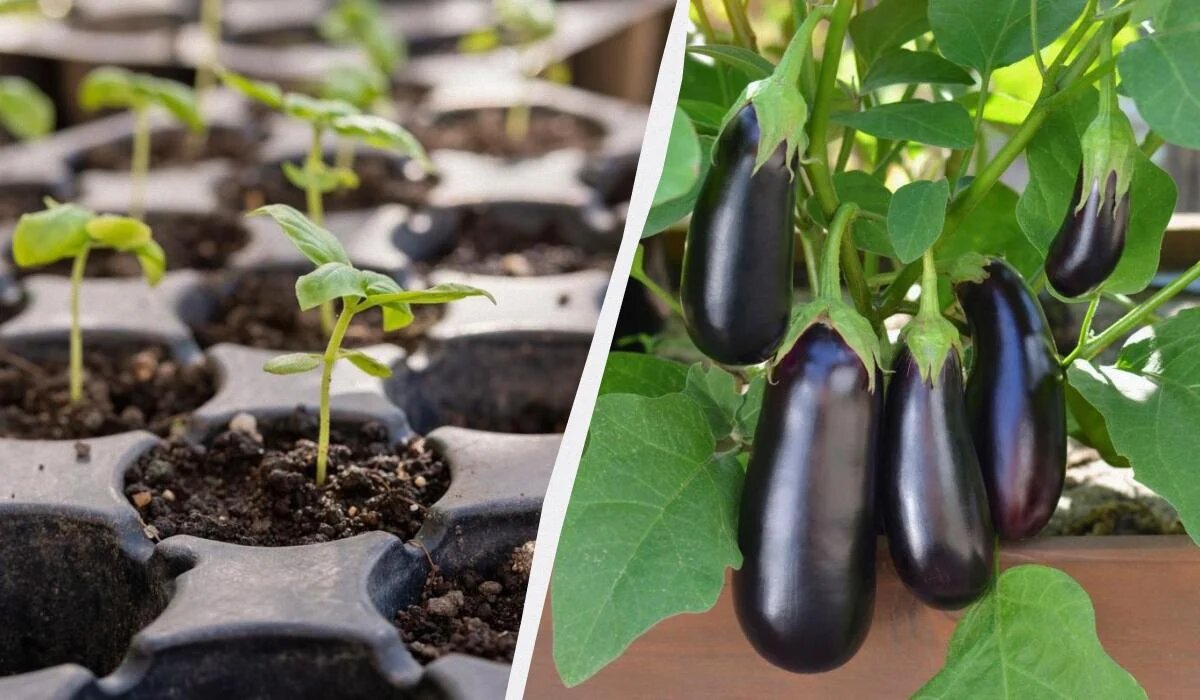 Когда стоит сажать баклажаны на рассаду в 2026 году: полезные советы