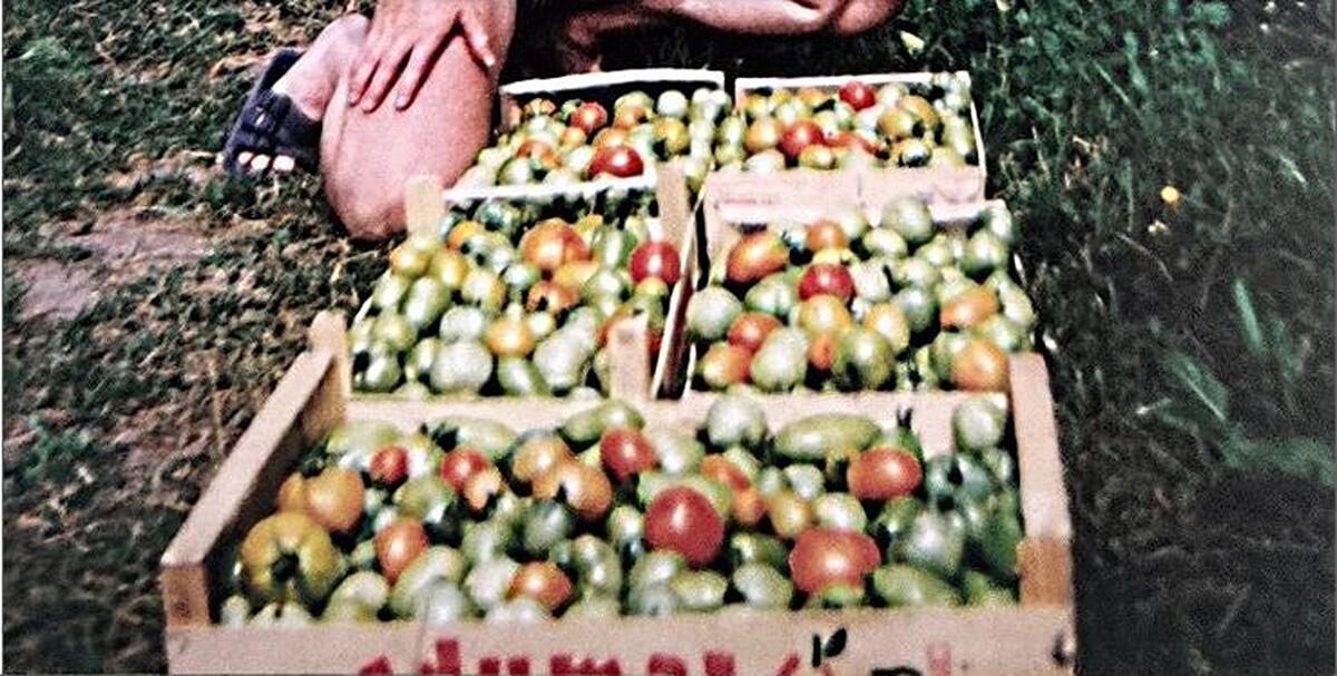 Как достичь рекорда: увеличение урожайности томатов с 3 до 40 кг на квадратном метре