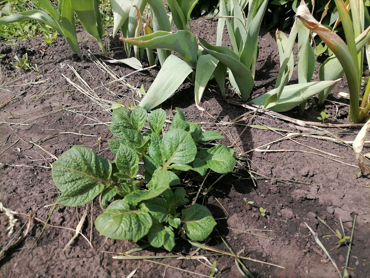 Как пересаживать озимый картофель и не потерять урожай