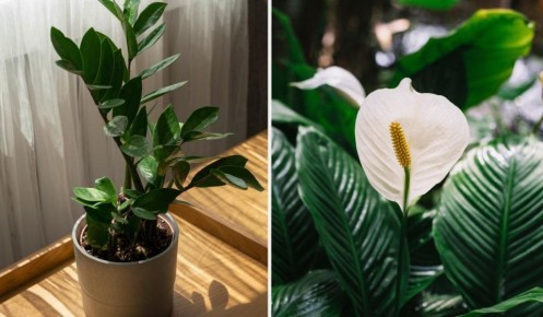 ������ � ����� ��������� �������� ��� ���������� ����������