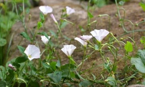 ��� �������� ������ �������: ������� ����������� ������ � �������� ��������