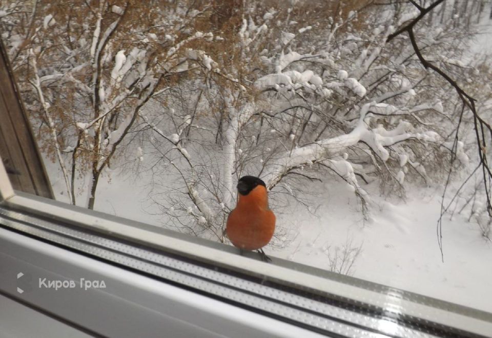 #фотодня. Красногрудый в Кирове попал в кадр в начале марта