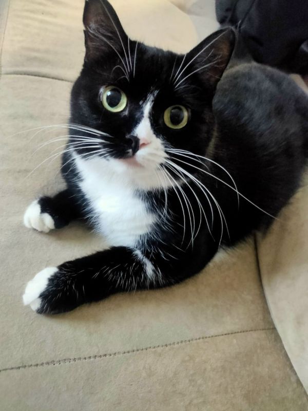 Кошка по кличке Тоффи ищет дом