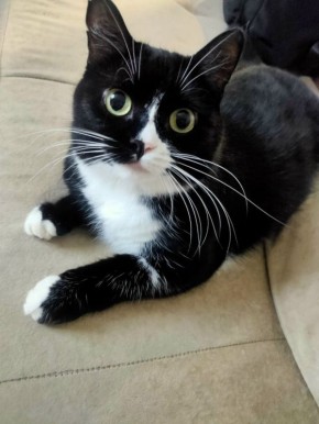 Кошка по кличке Тоффи ищет дом