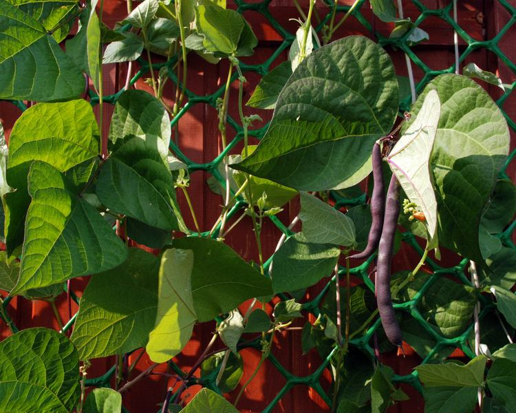 Как вырастить вьющуюся фасоль: секреты успешной посадки