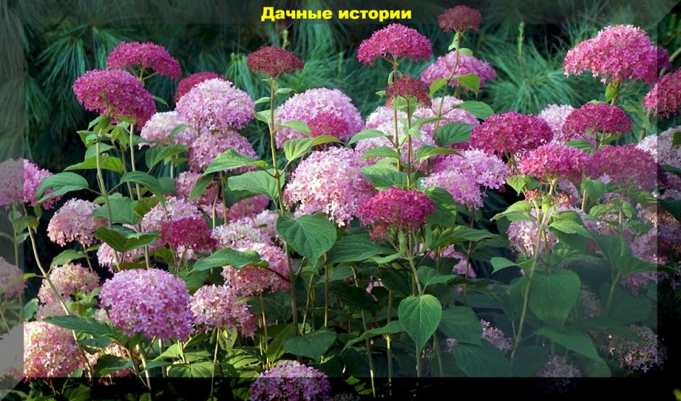 Очарование розовых гортензий: как выбрать лучшие сорта для вашего сада