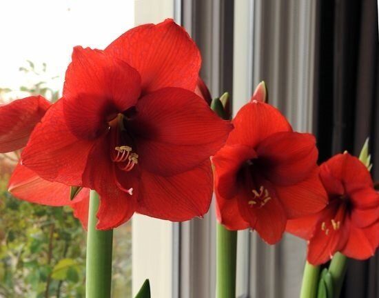 Секреты успешного выращивания амариллиса: от выбора до ухода