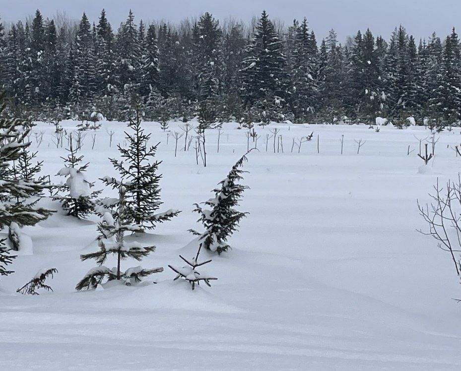Более 90 гектаров сельхозземель в Белохолуницком районе заросло сорняками и борщевиком
