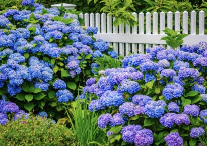 ���������: ���������� ������ ����