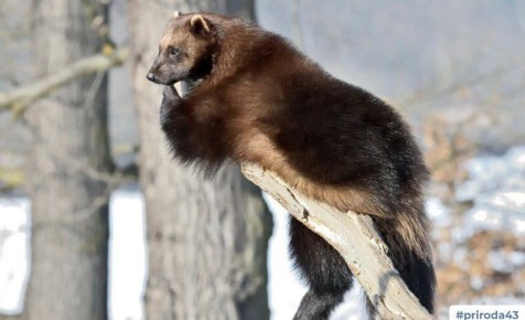 � ��������� ������� ������� �������� � ����� �������, ������ � �������