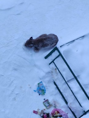 � ������ ���-������ � ������ �������� ���� ������