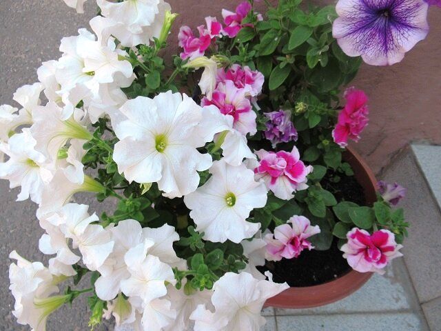 Когда сеять петунию без досветки: советы по успешному выращиванию