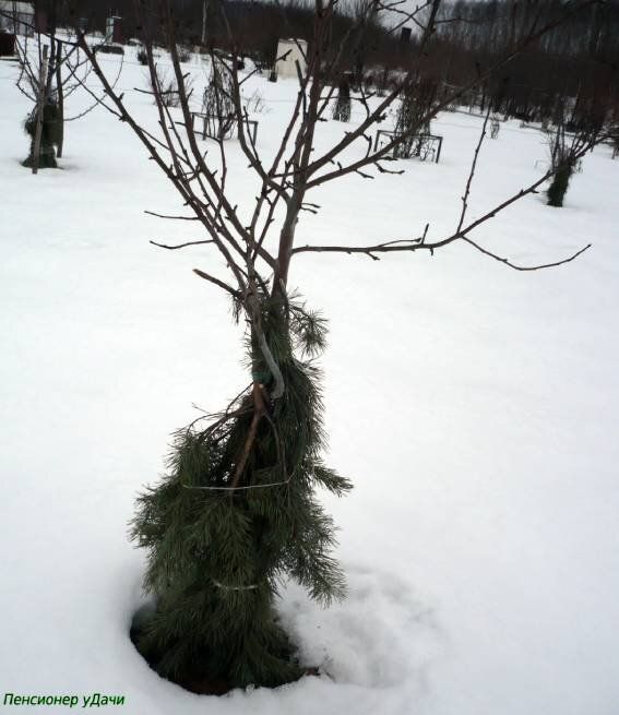 Что не стоит делать в саду в марте: полезные советы для садоводов