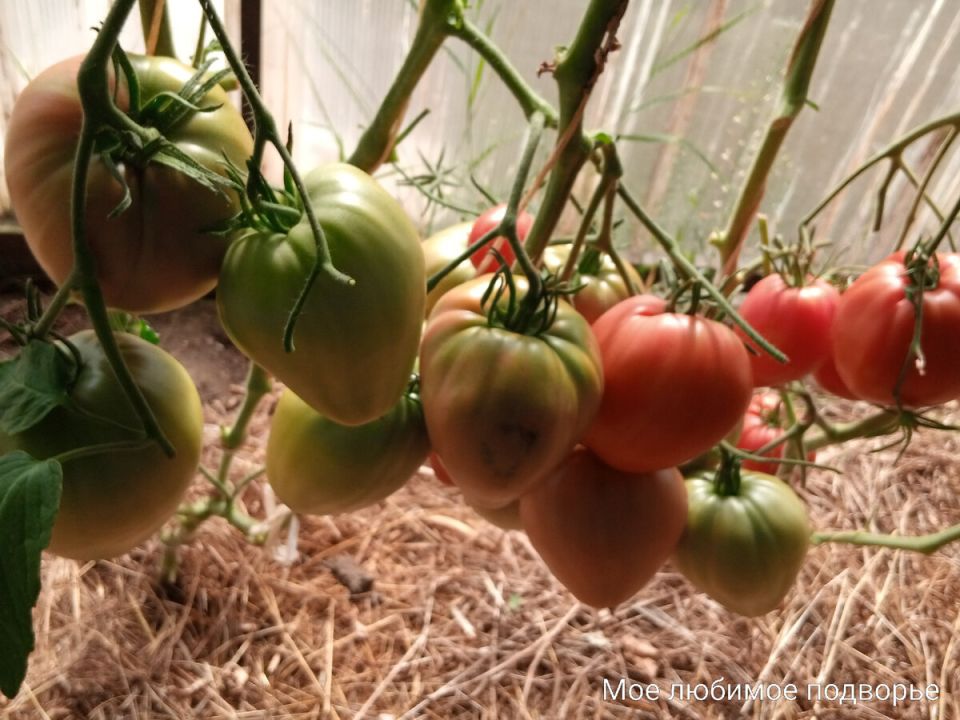 Новый огородный сезон: Розовоплодные сорта томатов на повестке дня