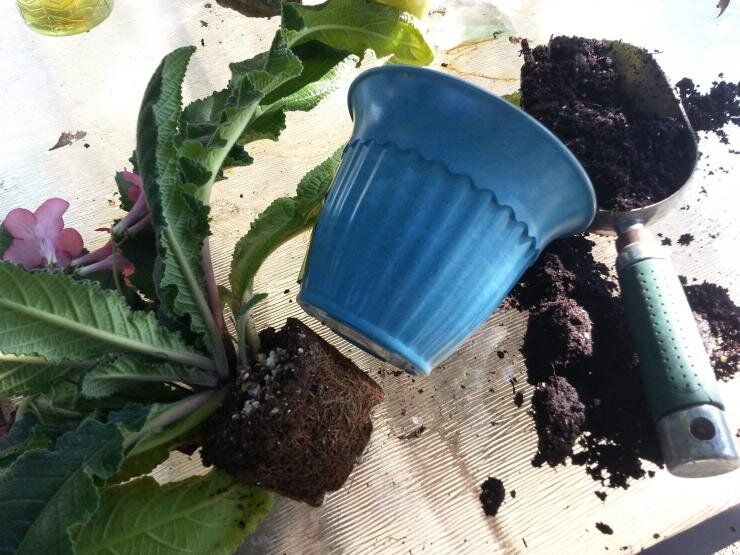 Время пересадки: как правильно обновить комнатные растения весной