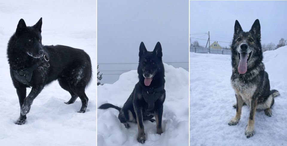 Ирбис, Ирсен и Жиган ищут новый дом