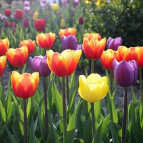 5 интересных фактов о тюльпанах: