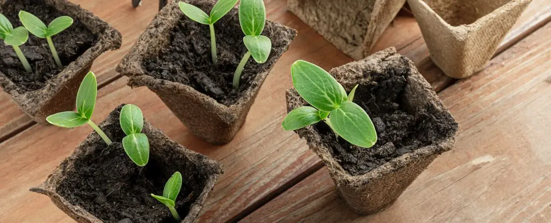 Секреты успешной рассады: как современные технологии изменяют садоводство