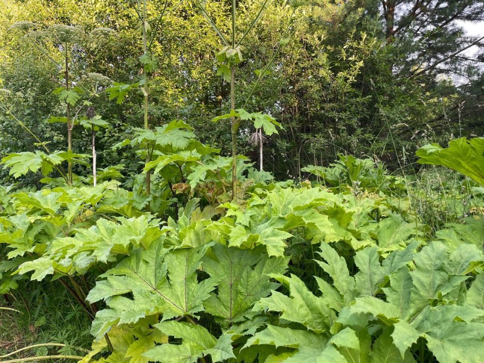 � ���� �������� ������ ���������� �� �������� �� ��������