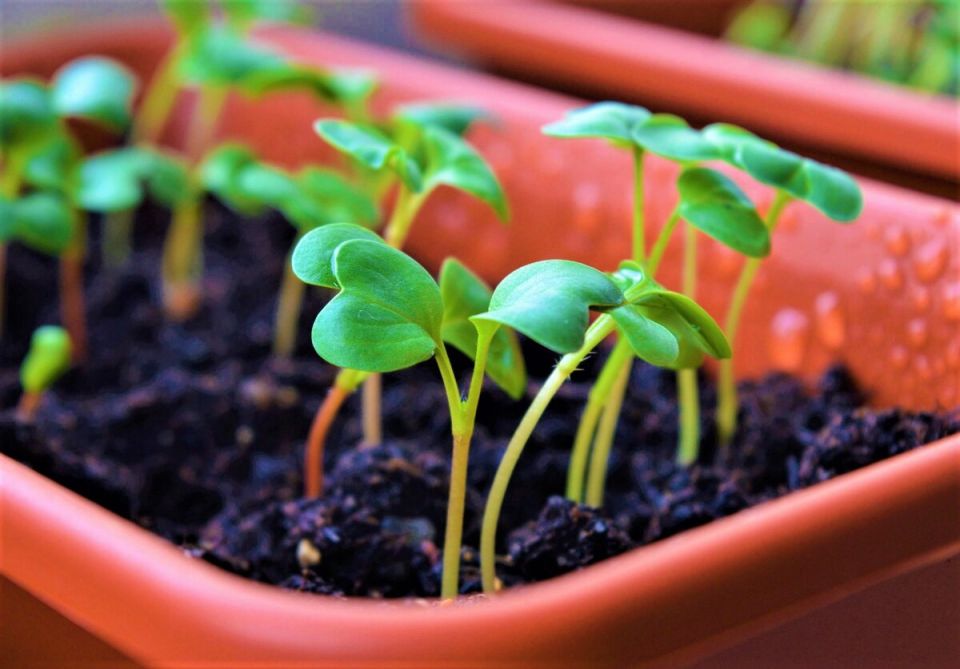 ��� �������� ������� �������: ������� ������������ ����������� ��� �����